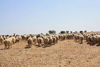 foto pecore