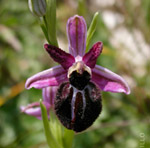 Ophrys murgiana 