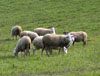 pecore 